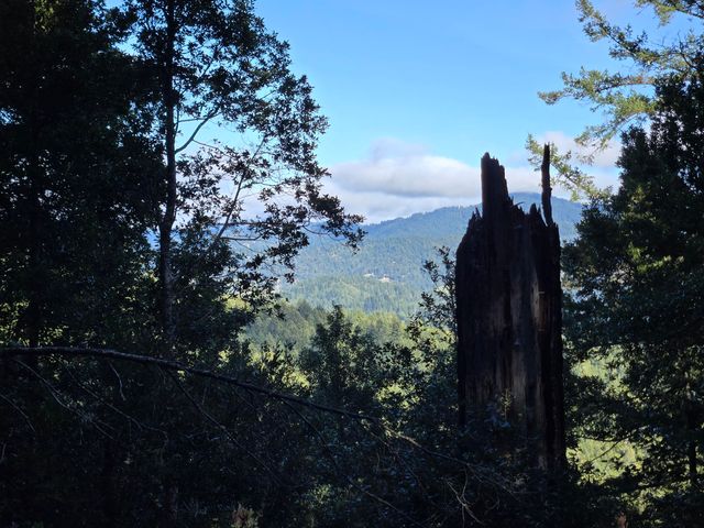 8750 Wilder Ridge Road, Ettersburg, CA 95542