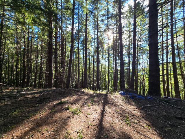 8750 Wilder Ridge Road, Ettersburg, CA 95542