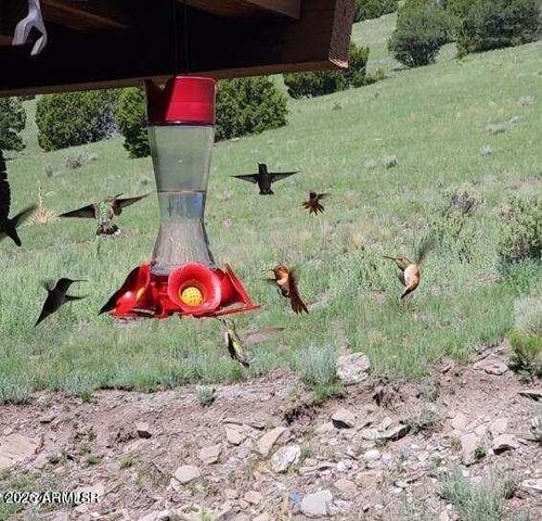 41198 US 180 --, Nutrioso, AZ 85932