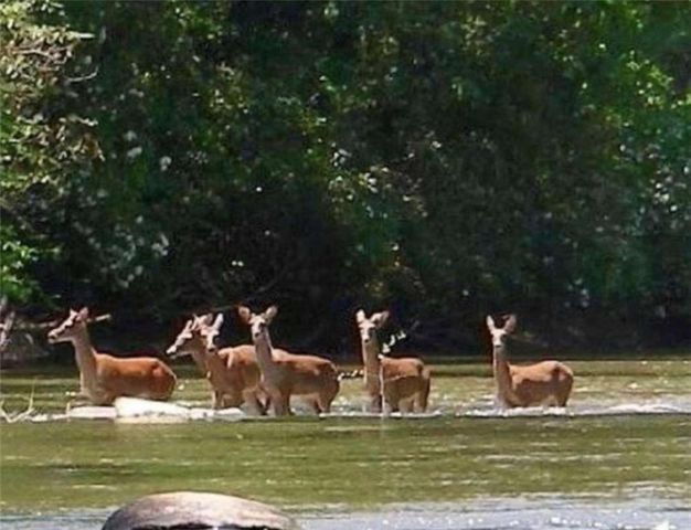 102 Mizzen Court, Ellijay, GA 30540