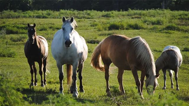 1326 Clydesdale Road, Bartonville, TX 76226