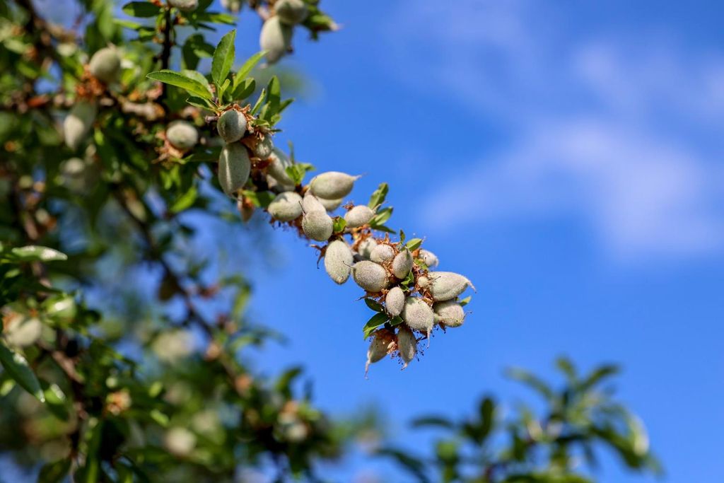 Image 7 of property listing at 0 Le Grand Road, Le Grand, CA 95333