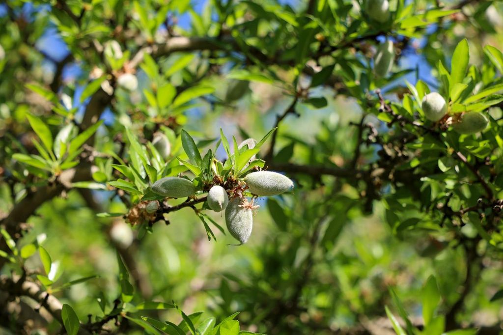 Image 8 of property listing at 0 Le Grand Road, Le Grand, CA 95333