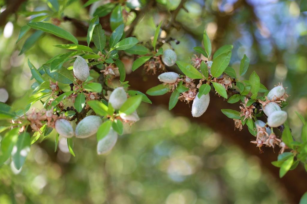 Image 9 of property listing at 0 Le Grand Road, Le Grand, CA 95333