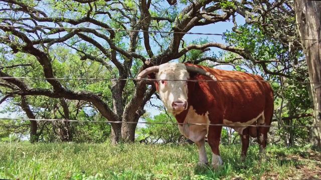 Lot 180 Swamp Creek Cove, Burnet, TX 78611