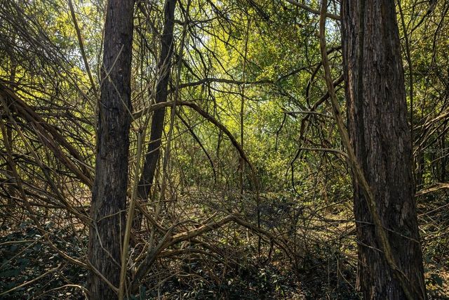 TBD SW 121 AVENUE, Archer, FL 32618