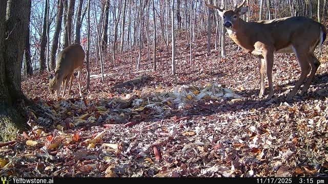 6257 Caddy Road SW, Bowerston, OH 44695