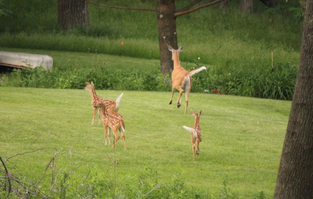 1465 Island Drive, Golden Valley, MN 55422