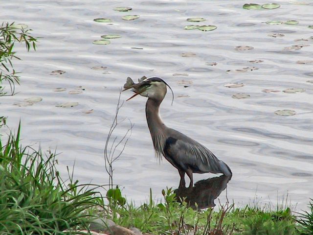 1465 Island Drive, Golden Valley, MN 55422