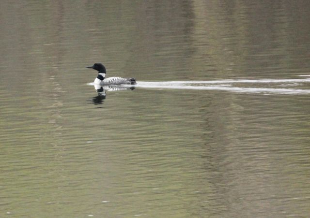 1465 Island Drive, Golden Valley, MN 55422