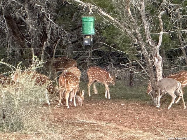 175 Pine Tree, Medina, TX 78055