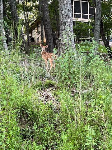 4528 Sassafras Mountain Trail, Jasper, GA 30143