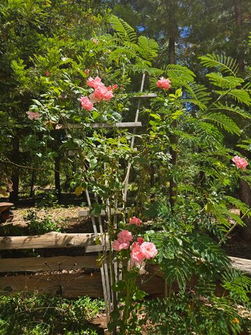 29104 Johnson Road, Montgomery Creek, CA 96065