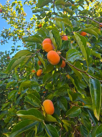 29104 Johnson Road, Montgomery Creek, CA 96065