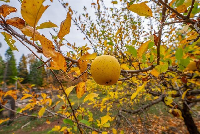 29104 Johnson Road, Montgomery Creek, CA 96065