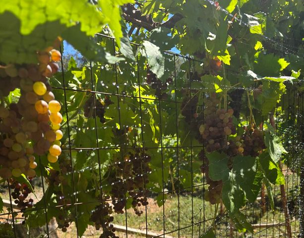 29104 Johnson Road, Montgomery Creek, CA 96065