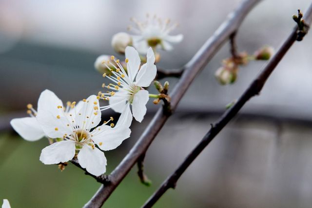 28033 Cherokee St, Nevada City, CA 95959