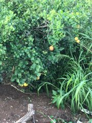 94-1100 KUNIA Road 56-I, Waipahu, HI 96797