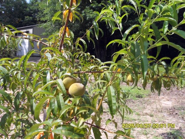 5365 SARDIS DR, Hickory Valley, TN 38068