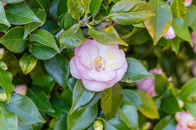 1435 47th Avenue, Capitola, CA 95010