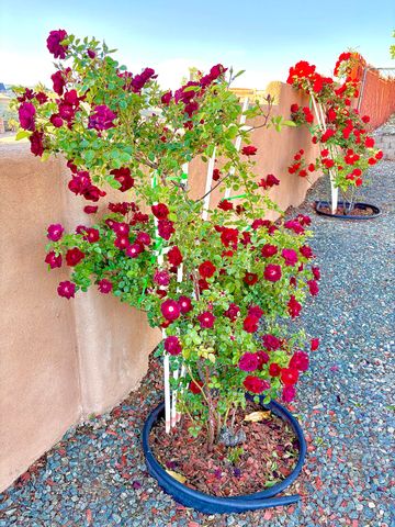 7000 Vatapa Road NE, Rio Rancho, NM 87144