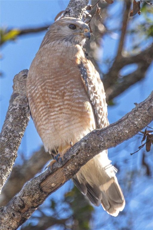 Image 3 of property listing at 4539 COBB ROAD, Land O Lakes, FL 34638