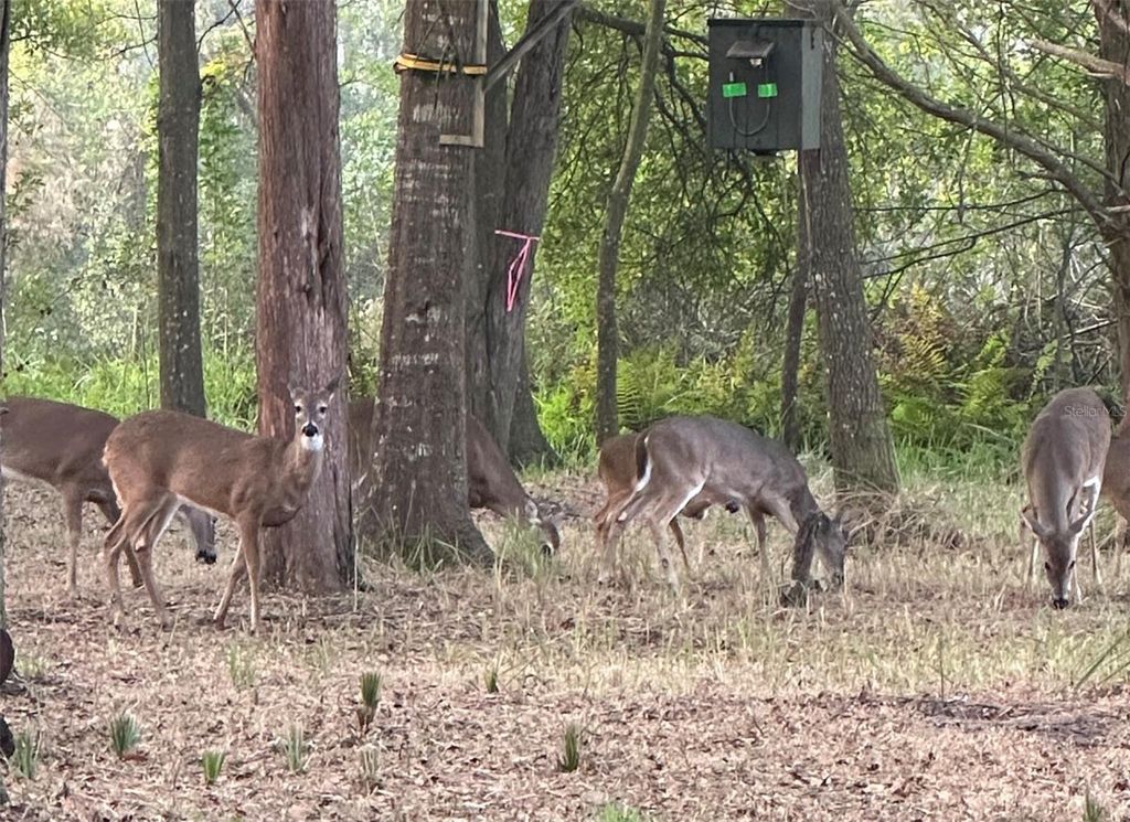 Image 5 of property listing at 4539 COBB ROAD, Land O Lakes, FL 34638