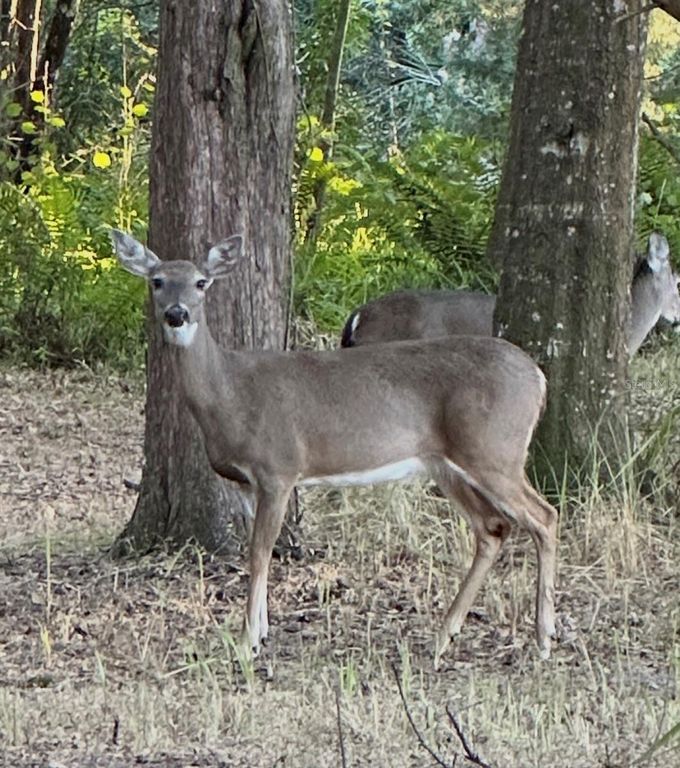 Image 7 of property listing at 4539 COBB ROAD, Land O Lakes, FL 34638