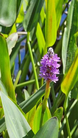 30569 Lake Rd, Waller, TX 77484