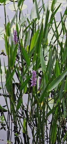 30569 Lake Rd, Waller, TX 77484