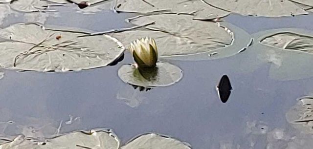 30569 Lake Rd, Waller, TX 77484