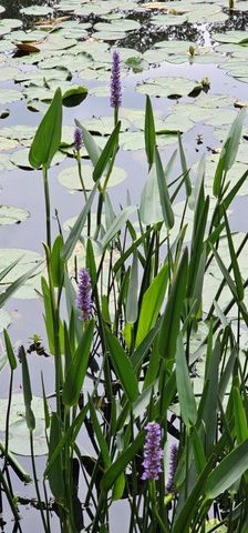 30569 Lake Rd, Waller, TX 77484