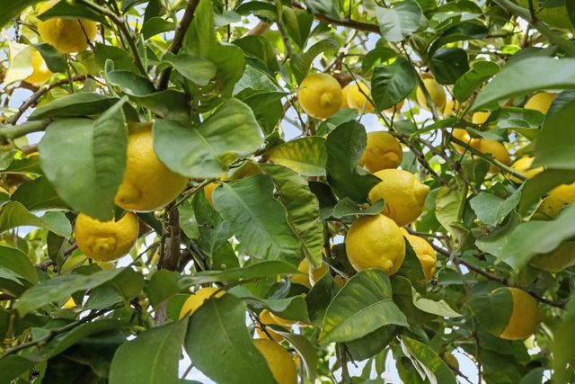 1771 Fontanella Way, Stockton, CA 95205