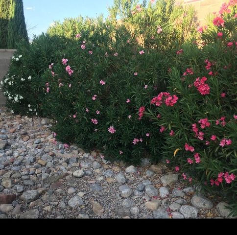 287 Bazan Loop NW, Corrales, NM 87048