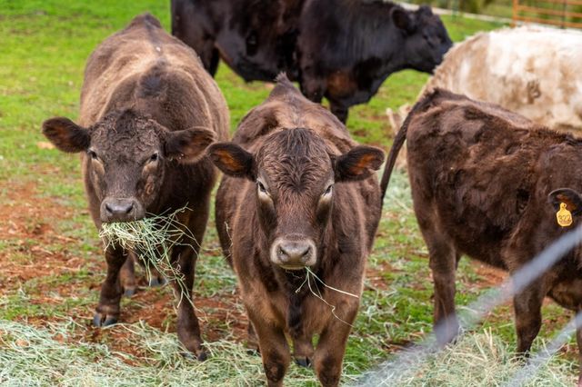 20945 Bear Hollow Rd, Grass Valley, CA 95949