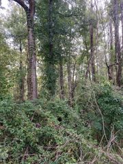 Winchester Rd, Denham Springs, LA 70706