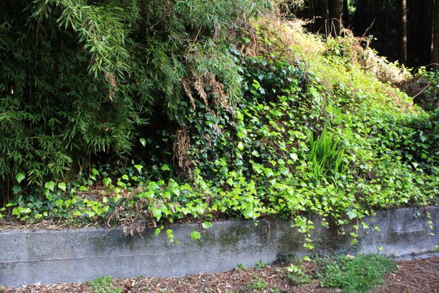 1524 Beverly Drive, Arcata, CA 95521