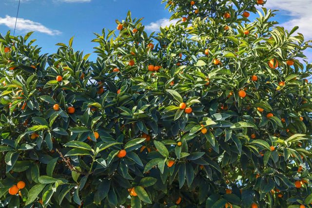 334 Alturas Ave, Stockton, CA 95207