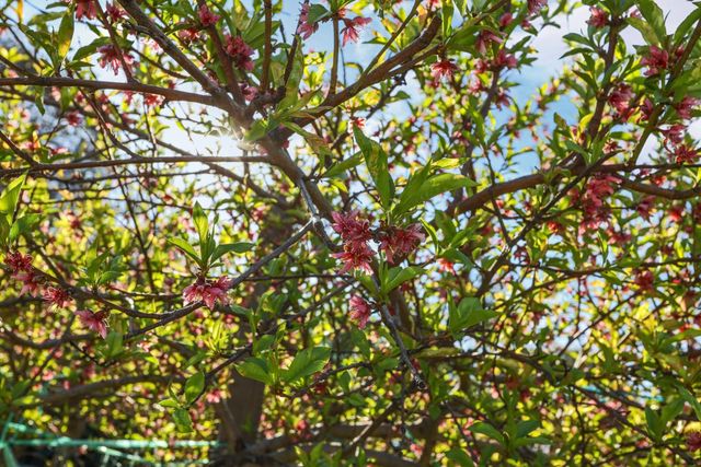 334 Alturas Ave, Stockton, CA 95207