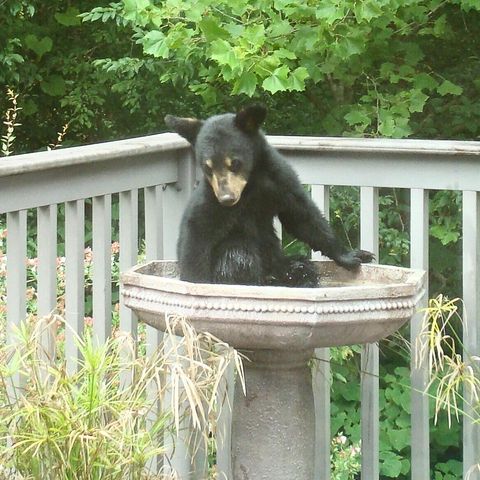 229 Pine Valley DR, Bassett, VA 24055