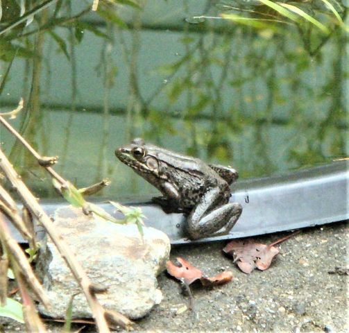 229 Pine Valley DR, Bassett, VA 24055