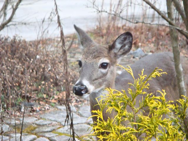 229 Pine Valley DR, Bassett, VA 24055