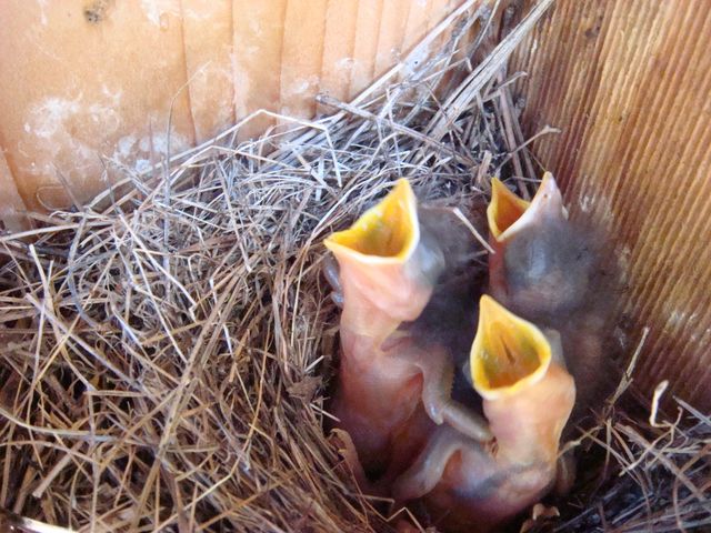 229 Pine Valley DR, Bassett, VA 24055