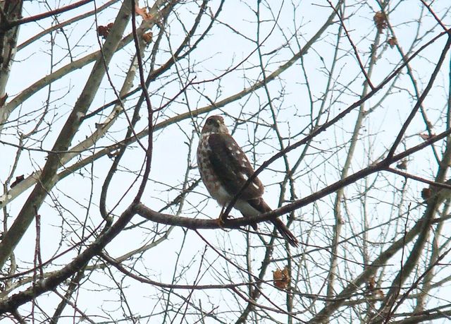 229 Pine Valley DR, Bassett, VA 24055