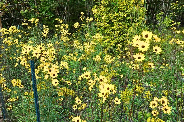 229 Pine Valley DR, Bassett, VA 24055