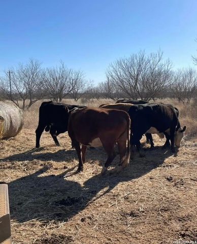 3968 Bluntzer Rd, Jourdanton, TX 78026