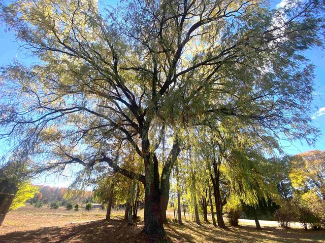 3281 Wallaker Road, Benzonia, MI 49616