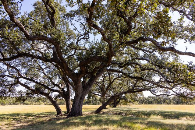 3551 RM 2325, Wimberley, TX 78676