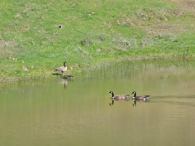 5979 Tapadero St, Angels Camp, CA 95222