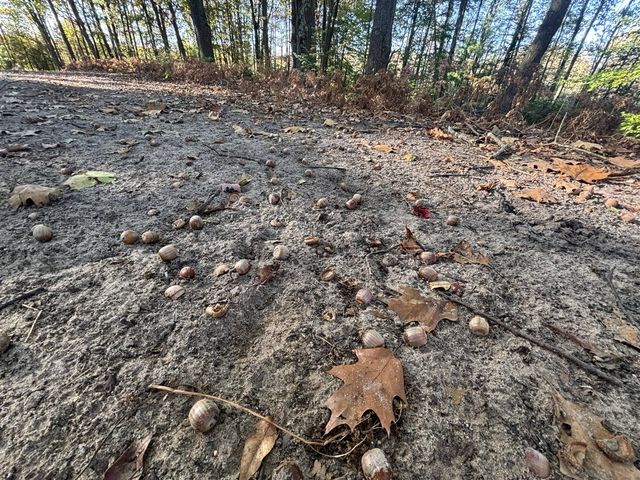 2697 N 176th Avenue, Walkerville, MI 49459